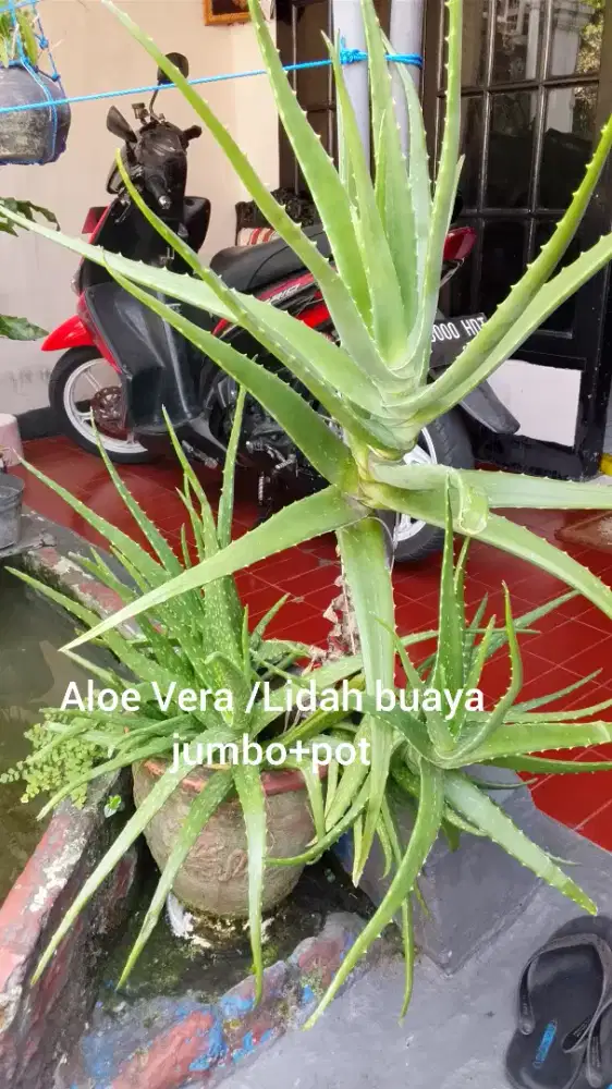 Aloe Vera Lidah buaya jumbo