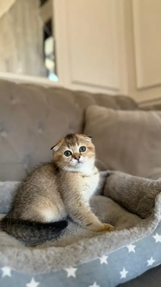 scottish fold jantan kitten golden anak import