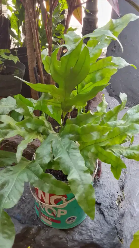 Paku Pakis Drynaria quercifolia Variegata