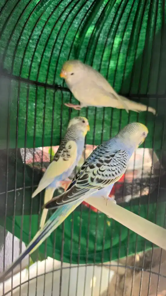 Parkit mutasian yellow face siap masuk glodok