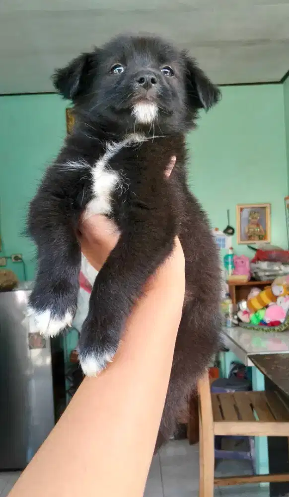 Peking x kintamani jntan
