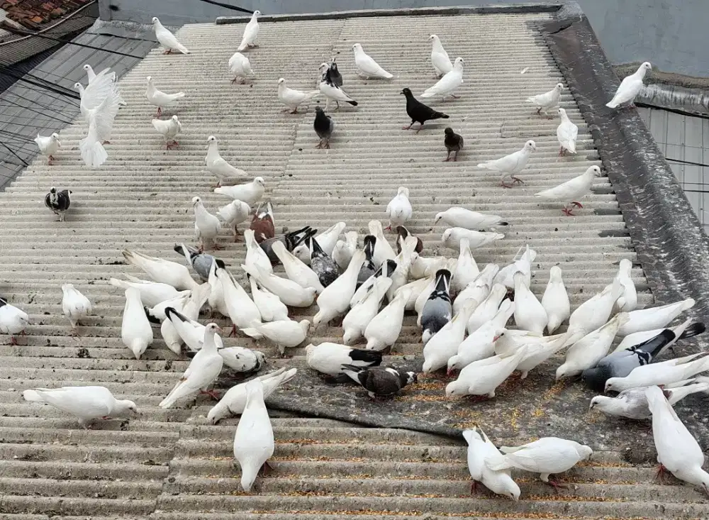 Burung Merpati/Dara Putih
