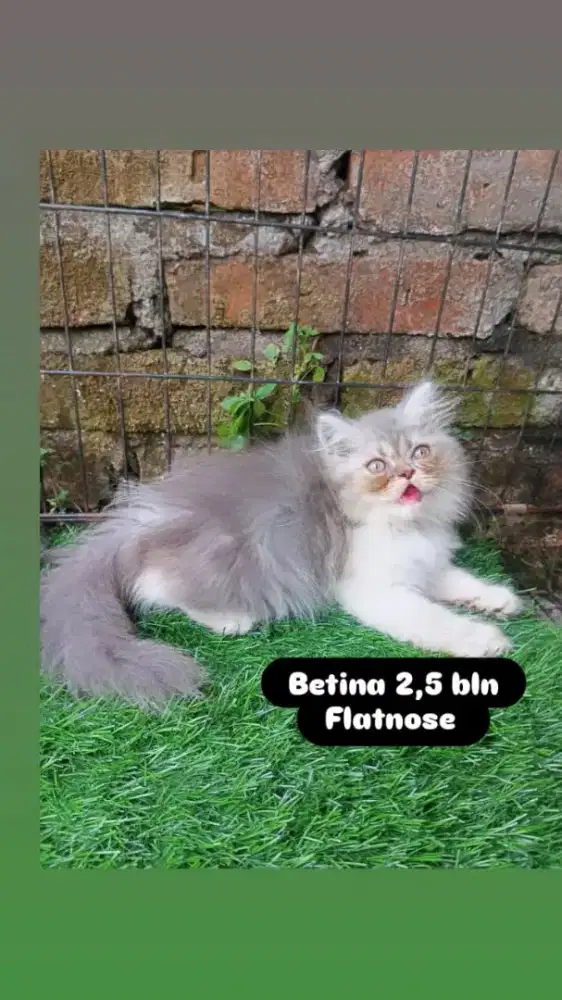 Kucing betina pesek platnose