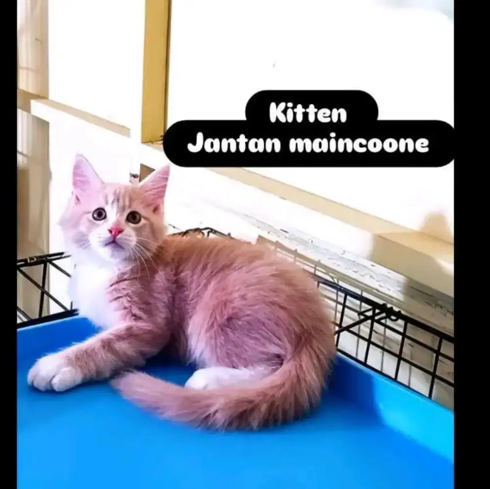 Kucing jantan maincoon 2,5 bulan