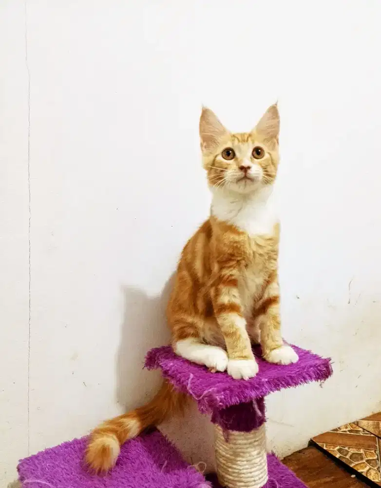 Kitten MaineCoon Betina Pure No mix. Induk Ped Cfa Show Quality