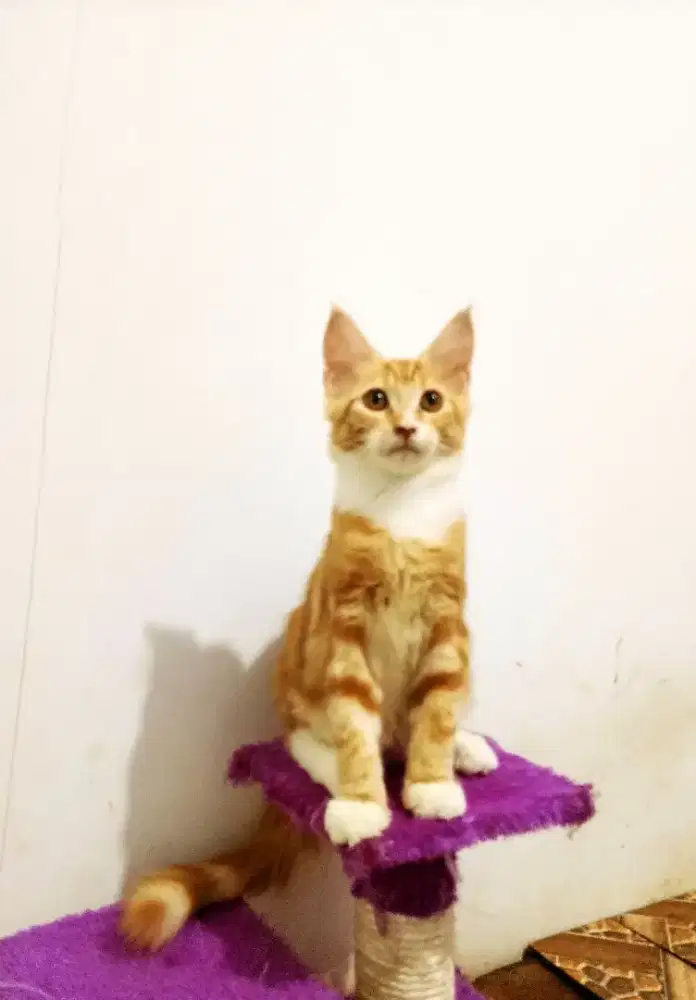 Kitten MaineCoon Betina Pure No mix. Induk Ped Cfa Show Quality