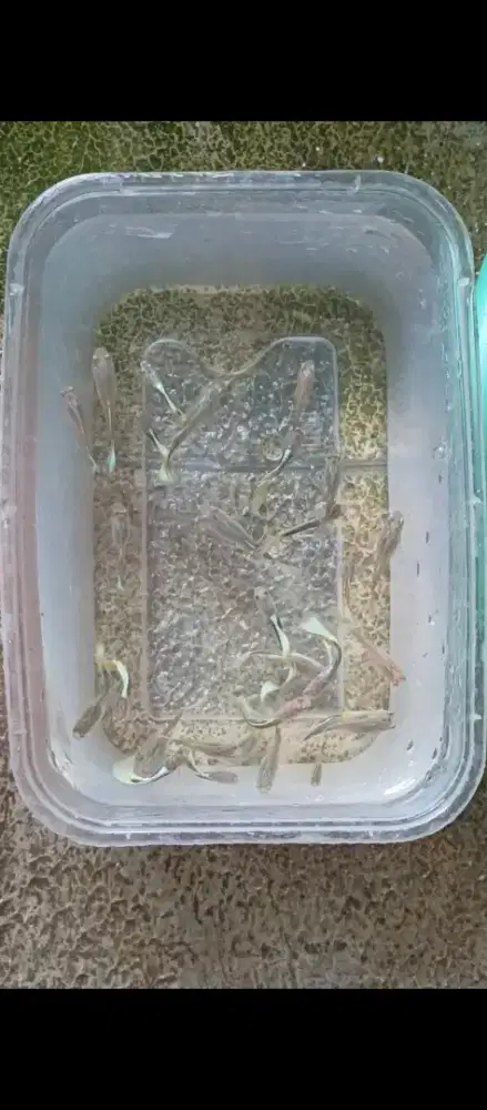 Ikan guppy py guppy