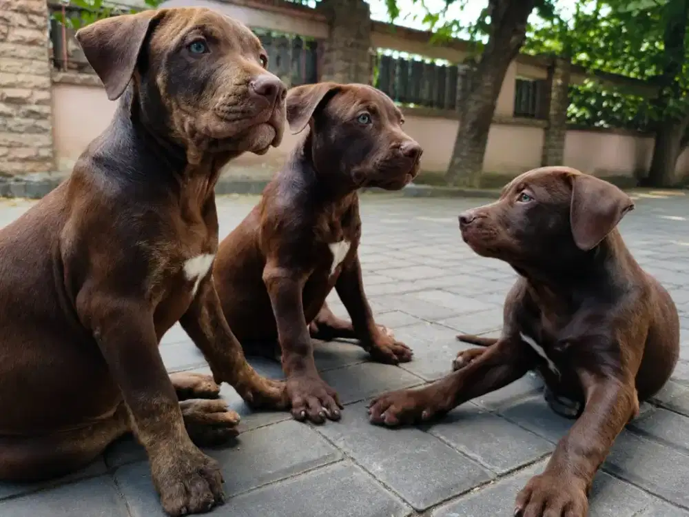 SISA 5 anakan Pitbull pure bukan mix