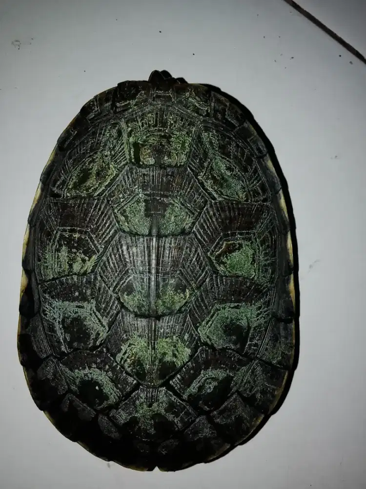 Kura Venusta 12 cm