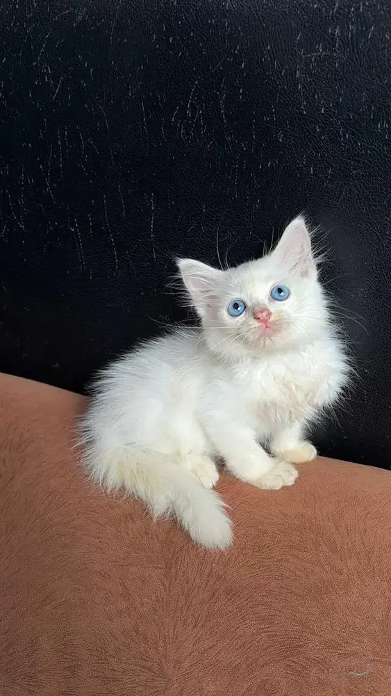 lepas adopsi kucing di martapura