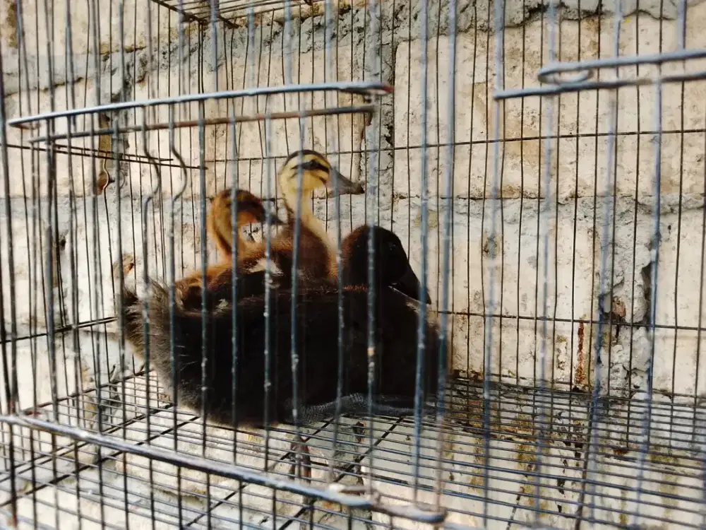 Bebek Hybrid hias