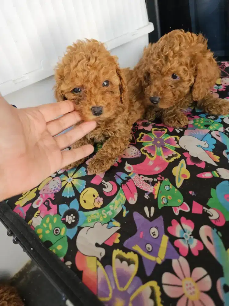 Poodle non stambum indukan jantan betinanya stambum