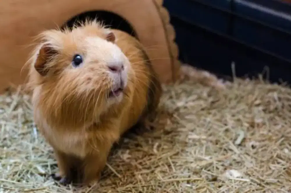marmut Peruvian / guinea Pig Gendut Lucu imut makan banyak