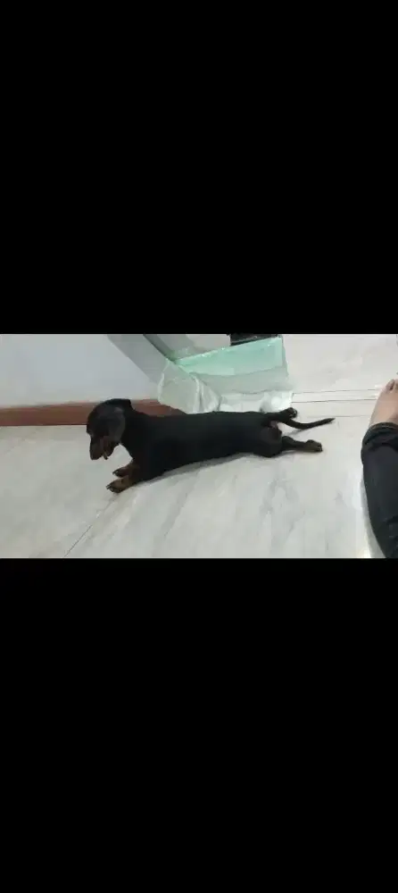 Rawat anjing dan bantu² pengemasan (serabutan)