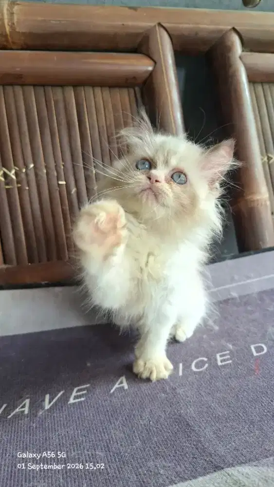 Anak kucing ragdol/kitten ragdol betina /kucing ragdol betina