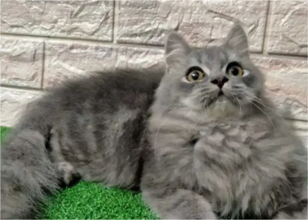 Kucing anggora abu abu betina. nurut banget. penyayang. pintar sekali.