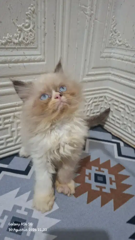 Kucing ragdol/kitten ragdol jantan/kucing ragdol jantan