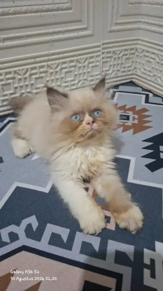 Kucing ragdol/kitten ragdol jantan/kucing ragdol jantan