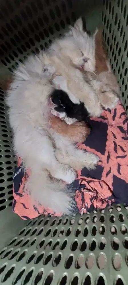 kucing persia himalaya kitten 500.000 perekor