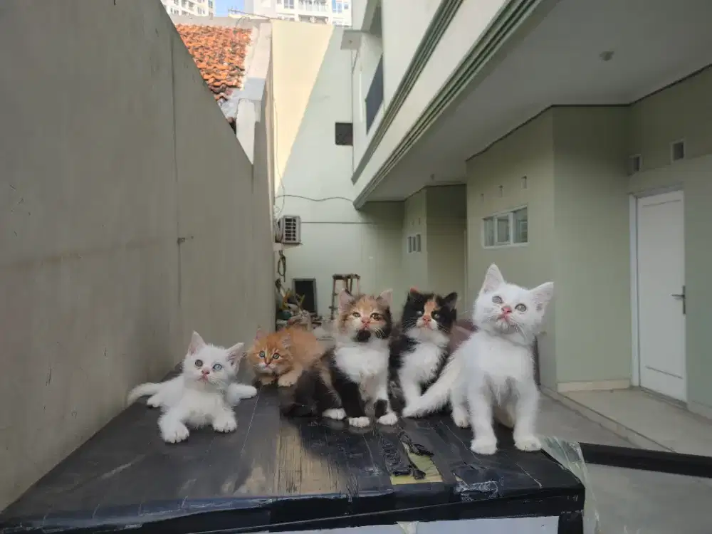 Kucing kitten persia 7 ekor / anggora / himalaya / peaknose