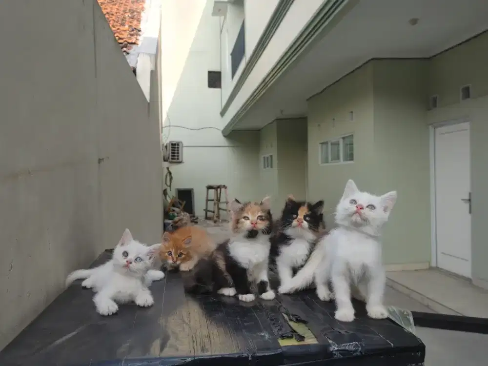 Persia 7 ekor / anggora / peaknose / flatnose / himalaya