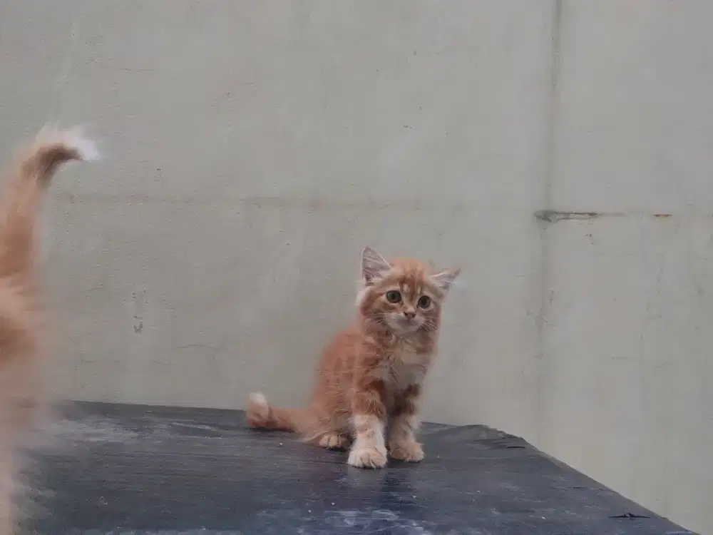 Kucing kitten persia 7 ekor / himalaya / anggora / peaknose