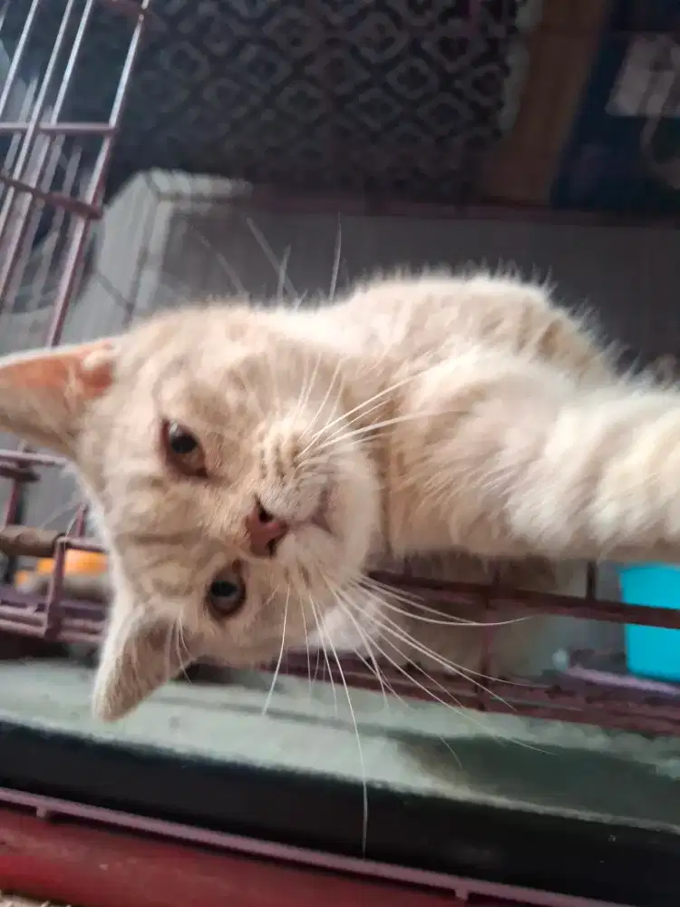 Kitten BSH jantan, Lepas Cepat aja