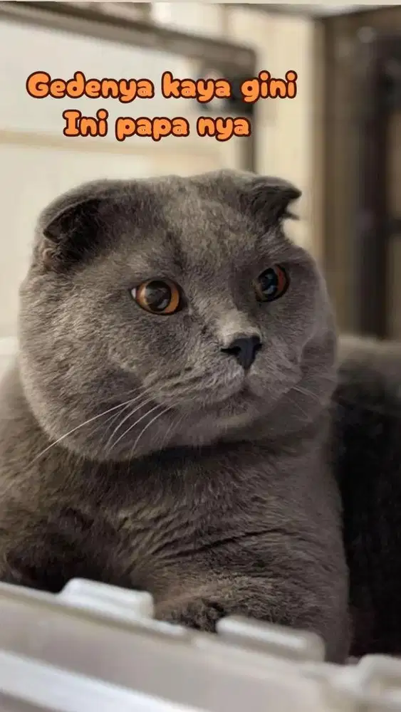 Scottish foldz blue fortune kitten jdhin gaelic british ceper