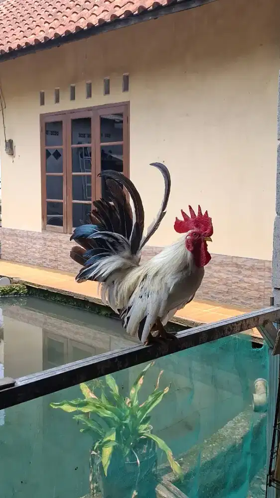 Ayam kate lokal
