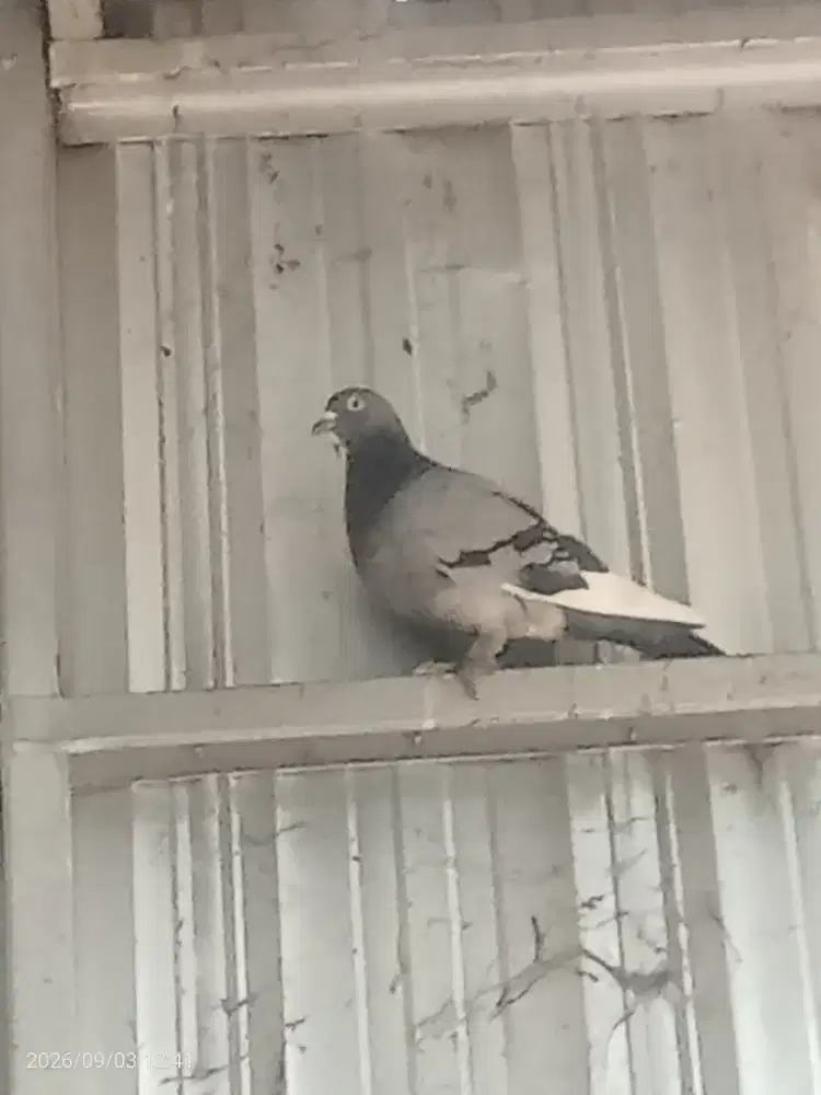 Burung dara betina jebros slap