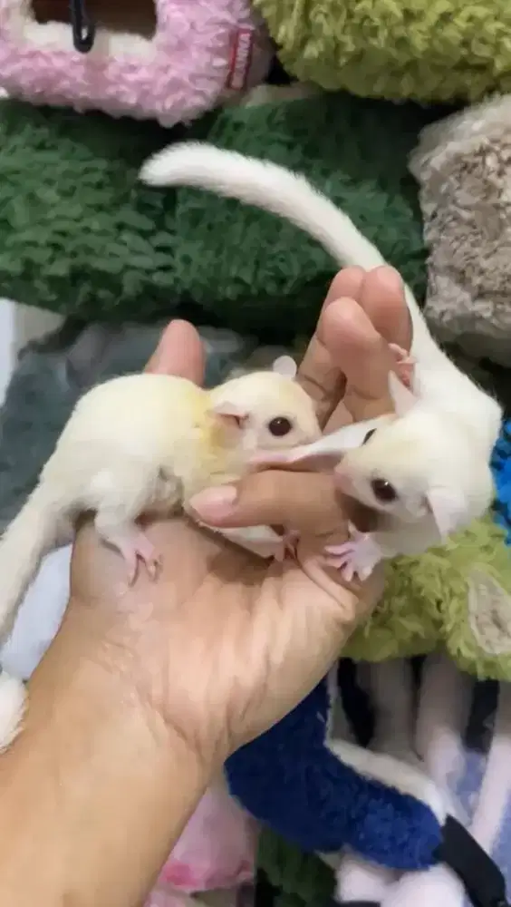 Sugarglider Rubby leu betina