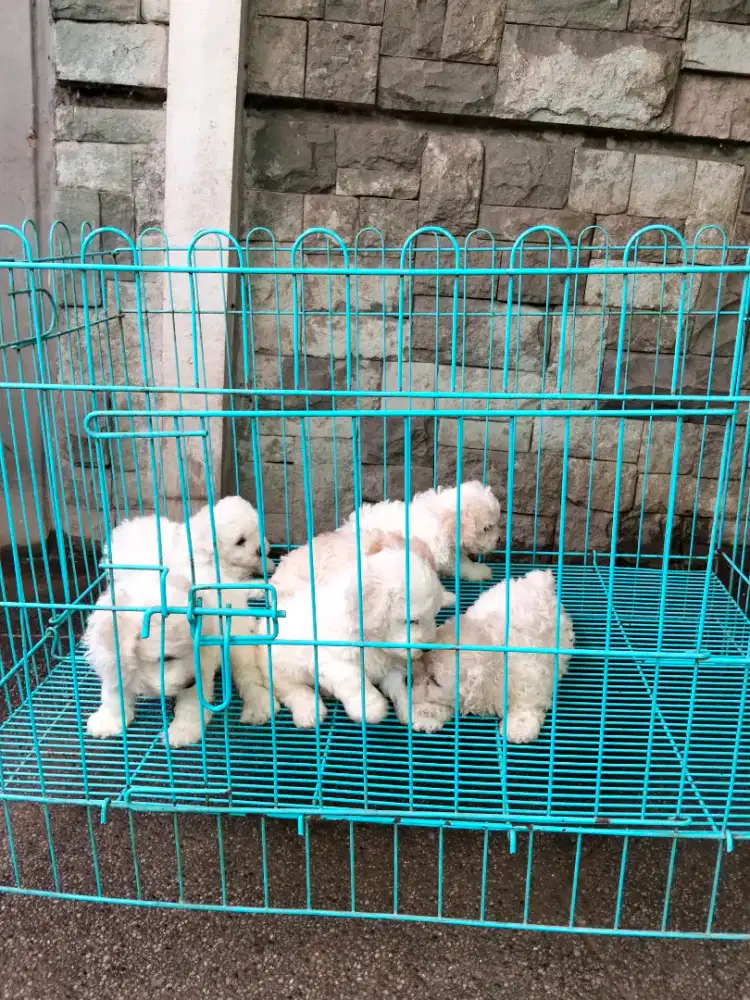 white Toy Poodle