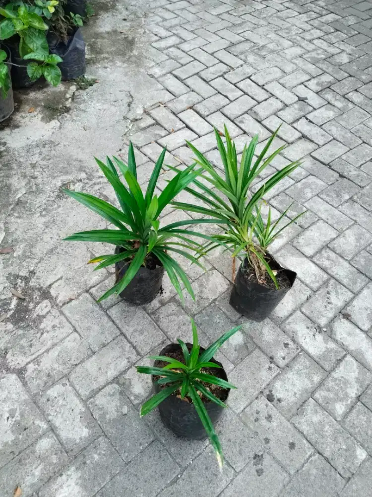 Tanaman Daun Pandan Wangi