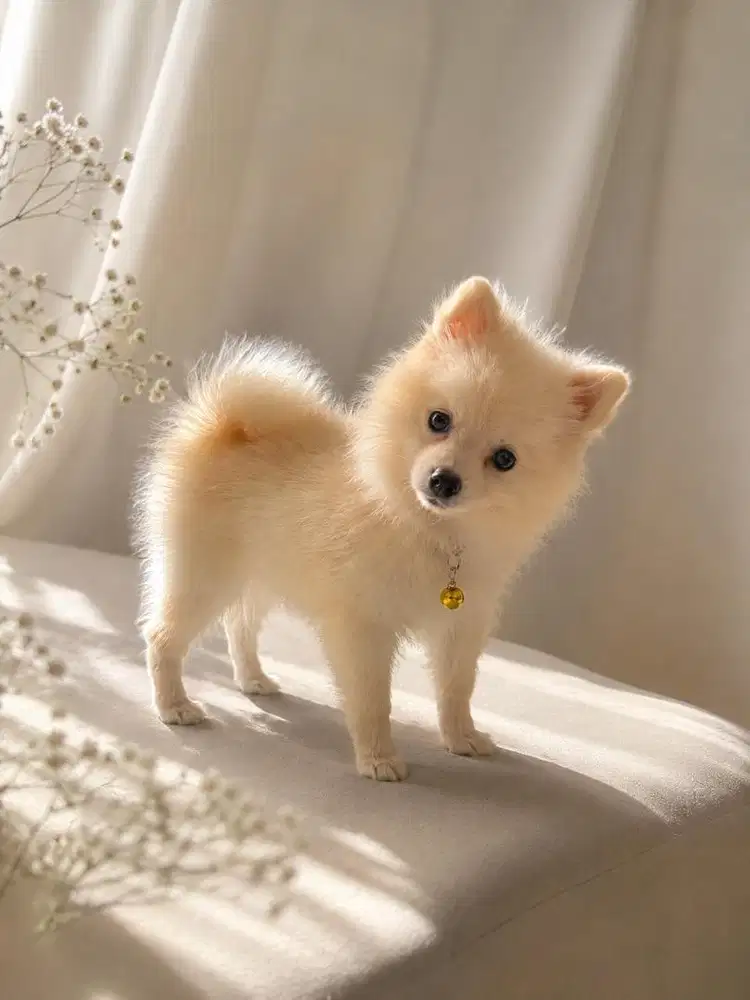 Anakan Mini Pomeranian Puppy