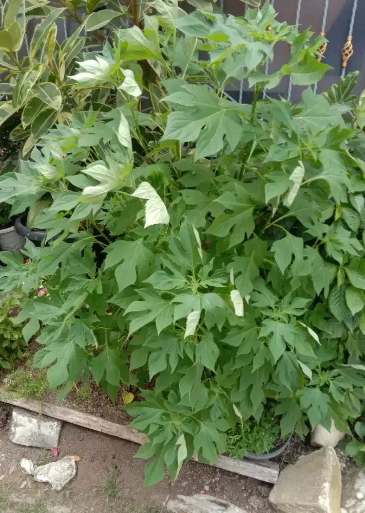 Petikan Segar Daun Herbal Insulin