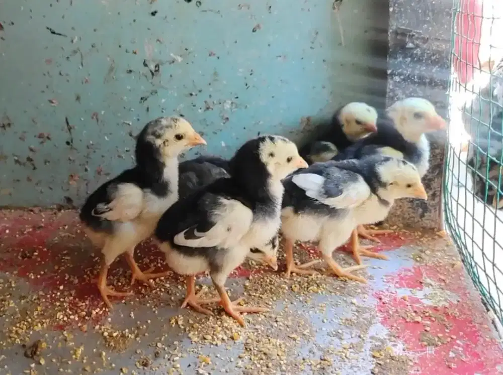 Anak ayam siam jago