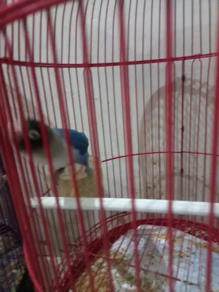 LOVEBIRD BIRU MANGSI