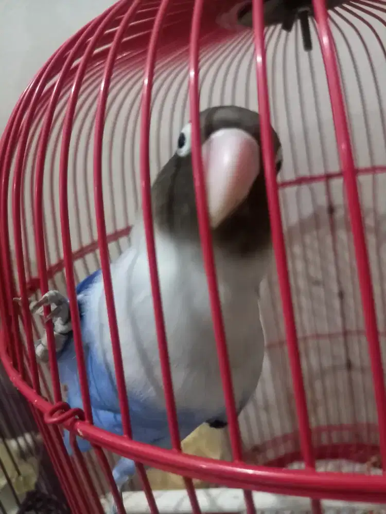 LOVEBIRD BIRU MANGSI