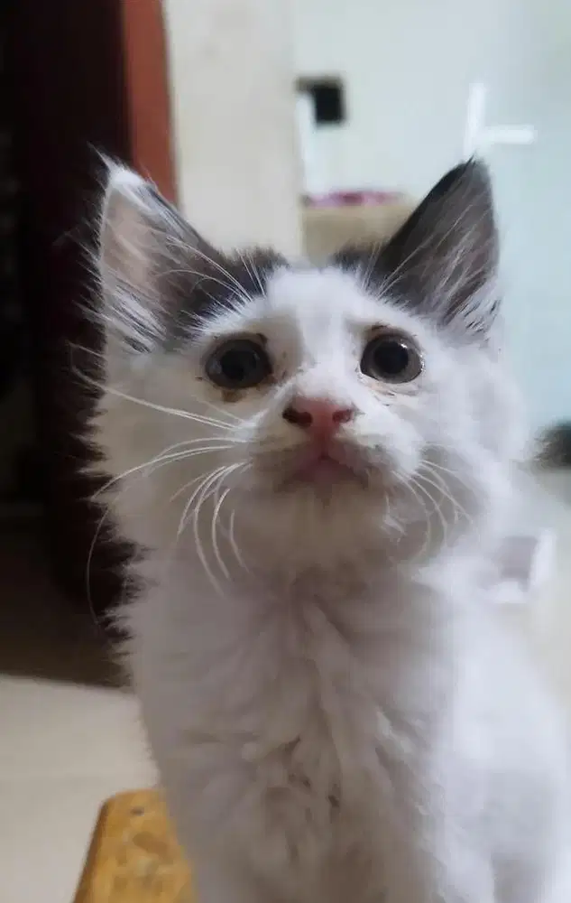 Kitten mixdome betina