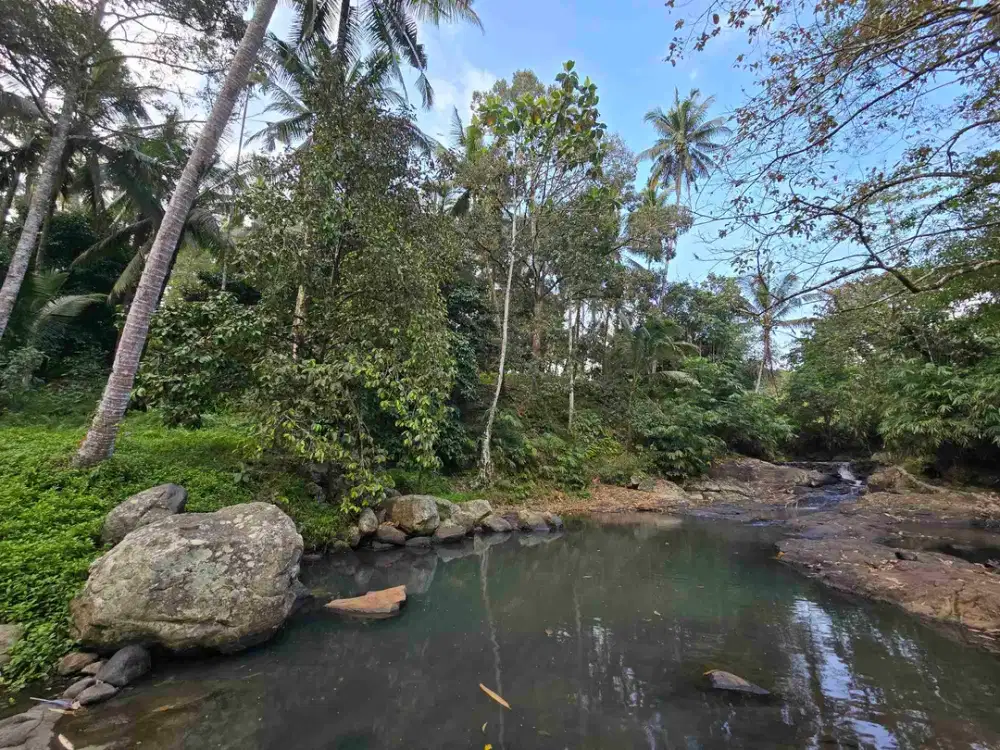 Murah tanah los sungai bebatuan kebun manggis dan durian siap panen di bali