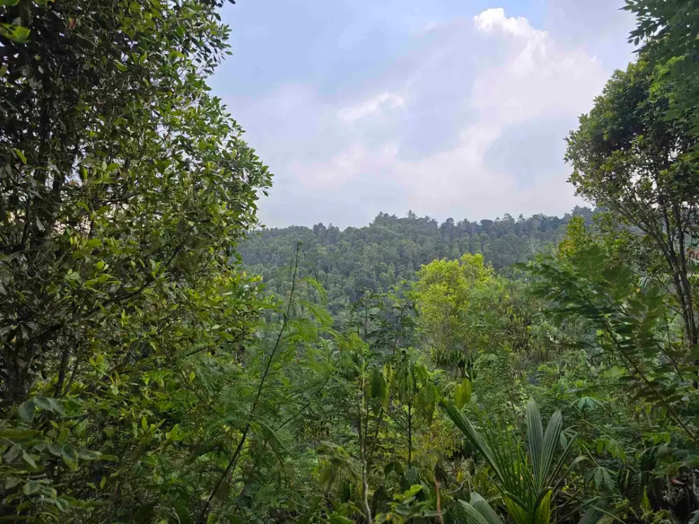 murah harga buc tanah kebun kopi dan cengkeh di bali
