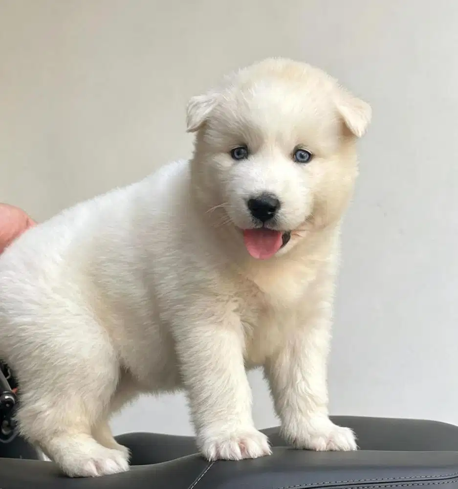 Siberian husky all white