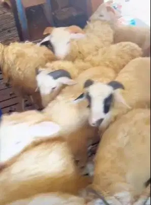 10 ekor bakalan domba jantan 5-6 bln siap penggemukan qurban 2027 puas