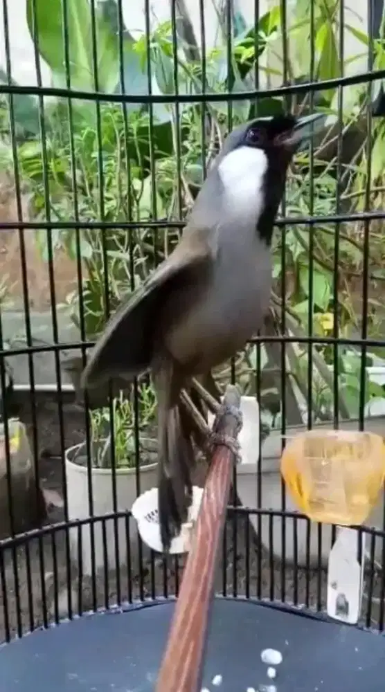 Burung poksay gacor