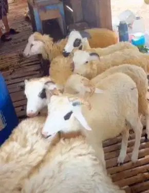 10 ekor bakalan domba jantan 5-6 bln siap penggemukan qurban 2027 puas