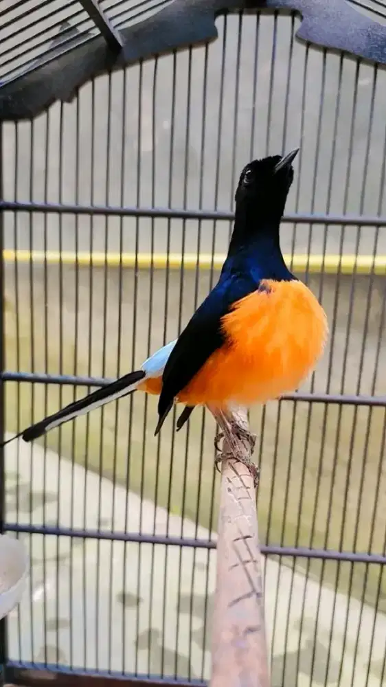 Burung murai borneo mapan cocok untuk cetak anakan seri f
