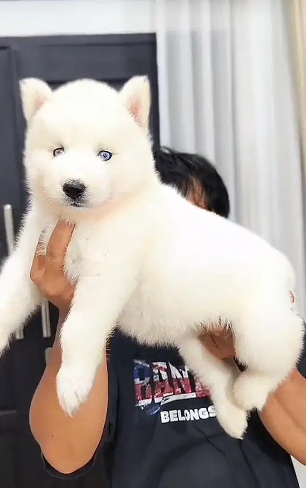 Sibarian husky betina antik