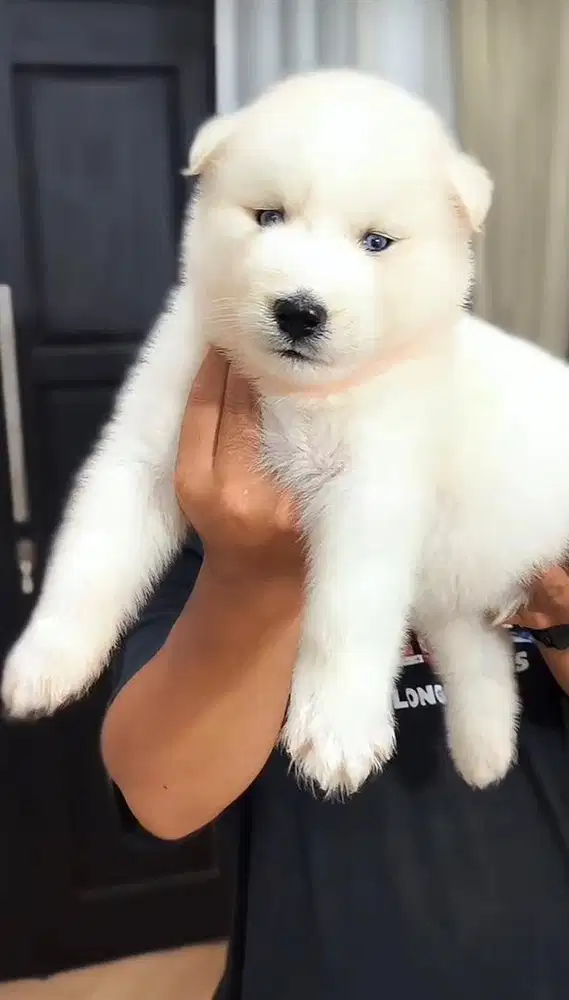 Husky all white jantan