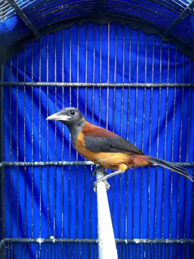 Burung pitohui kepala hitam