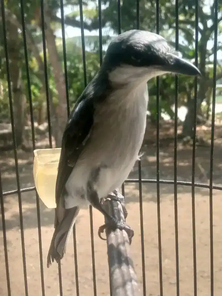 Burung jinjing petulak kalimantan masteran viral